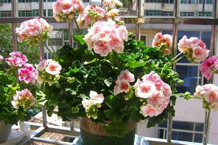 花菜结球后多久施一次肥