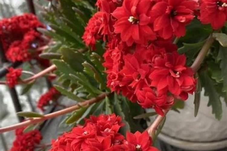 给长寿花施什么肥花开爆盆