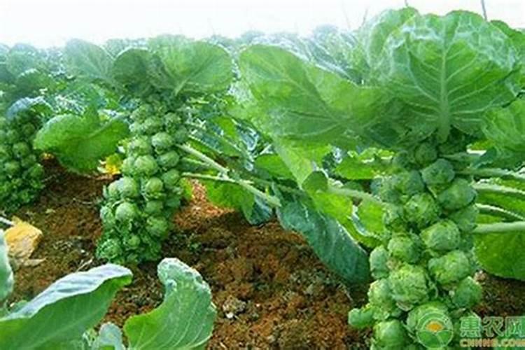 种植甘蓝到底应该施用硫酸钾还是氯化钾呢？为什么？