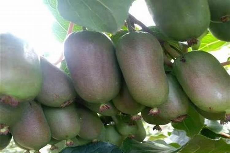 沙参幼苗期黄叶沤根预防效果好？腐植酸能矫正失绿症吗