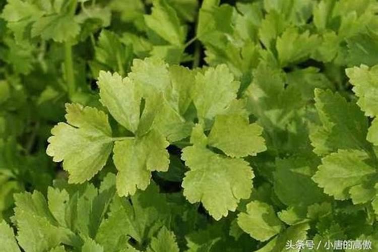 过磷酸钙与钙美磷肥有什么区别