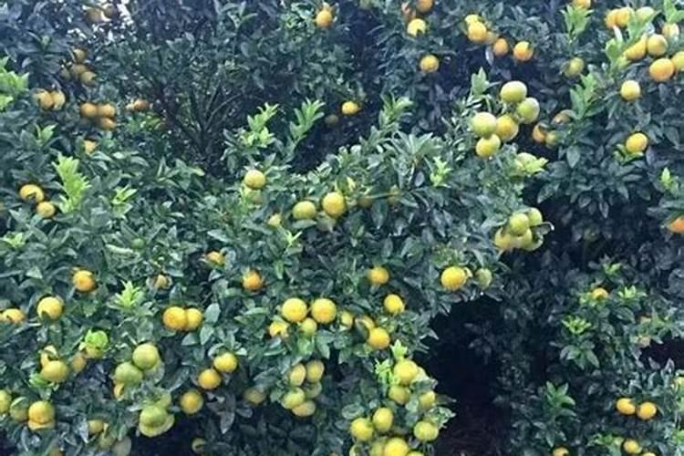 颗粒肥料是什么意思