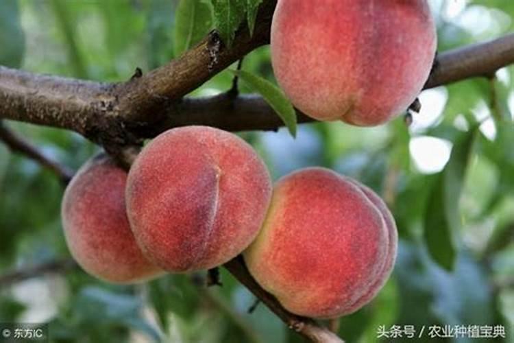 桃子用硝酸磷肥可以吗？