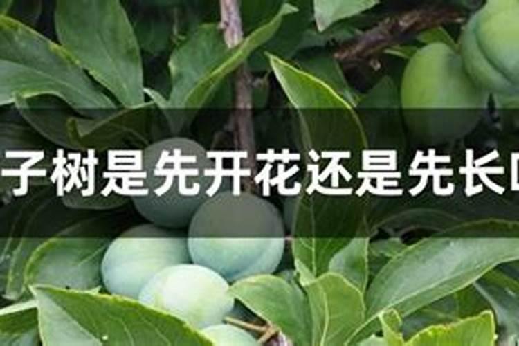 牡丹在种植过程中,都需要用到哪种肥料？
