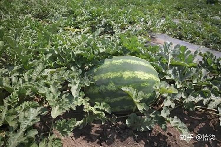 家里绿植用什么肥料？
