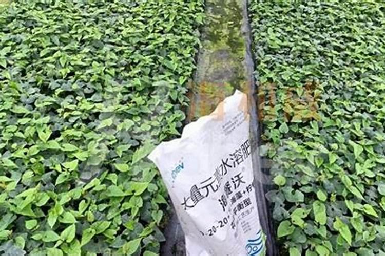 茶树病虫害的化学防治方法有哪些