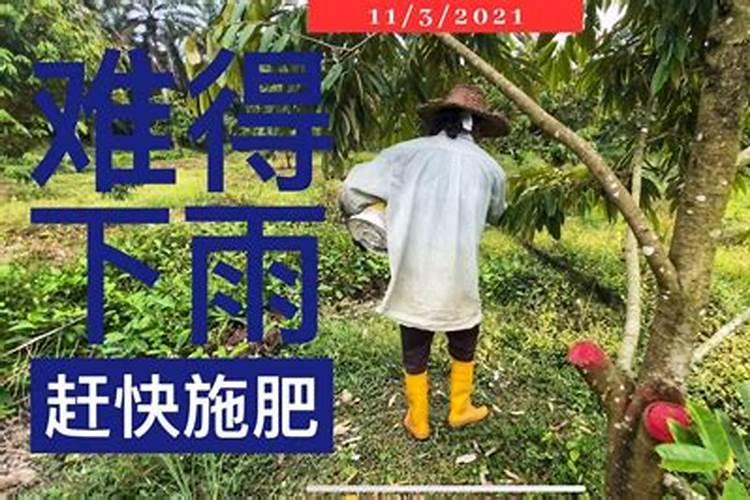 施肥后多久下雨不会影响肥效