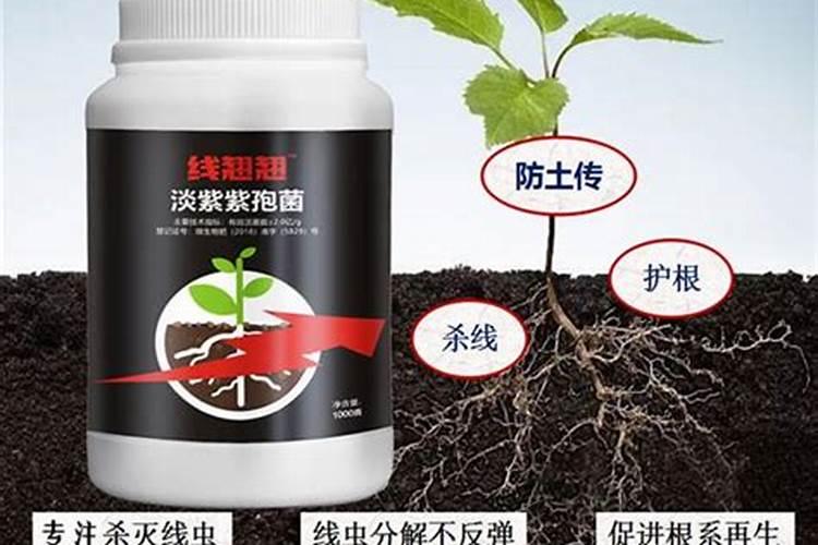 饼肥水可以浇兰花吗