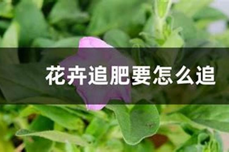 牡丹用什么肥料
