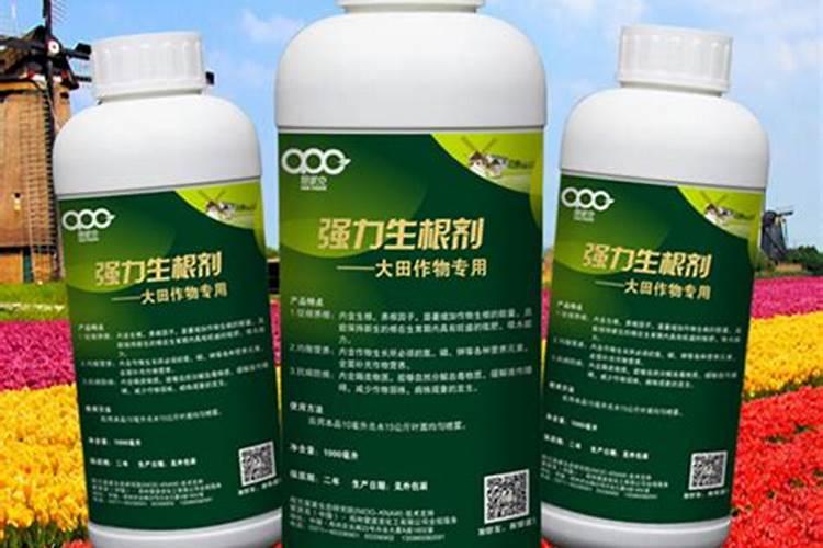 槟榔苗种多久可以施生根水种肥料？