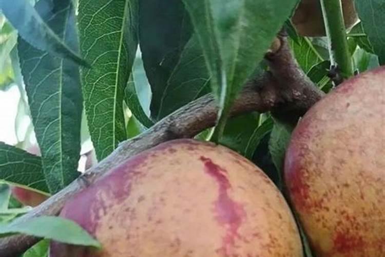 油桃结果期冲施什么肥料好？油桃保花保果用那些肥料好？