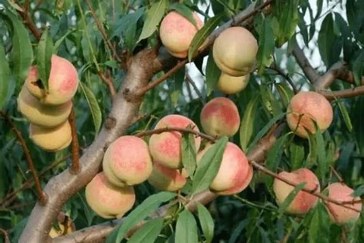 茶叶种植用什么肥料合适？春季茶叶高产专用肥昆仑风？