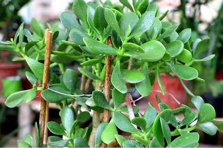 兰花如何用硼肥