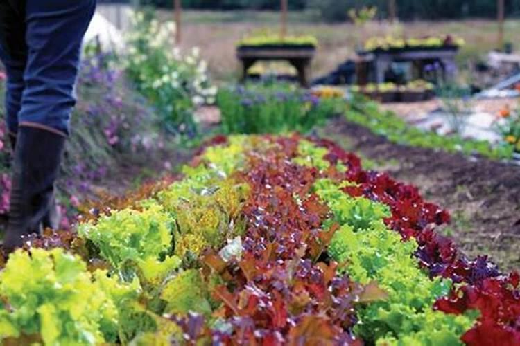 核桃枝叶干枯怎么办