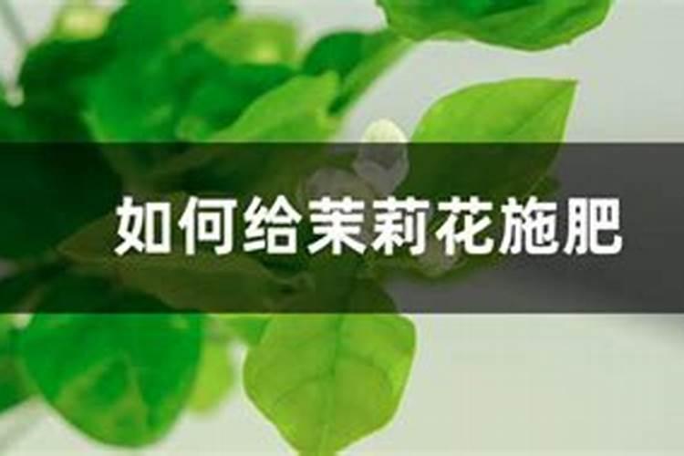 瓜果蔬菜喷叶面肥有什么好处(蔬菜叶面肥什么时候喷好)
