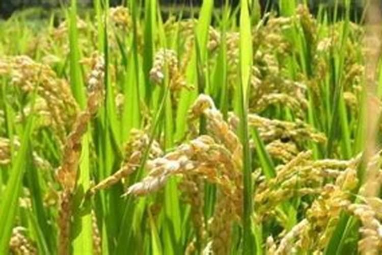 能量水跟爽肤水有什么区别