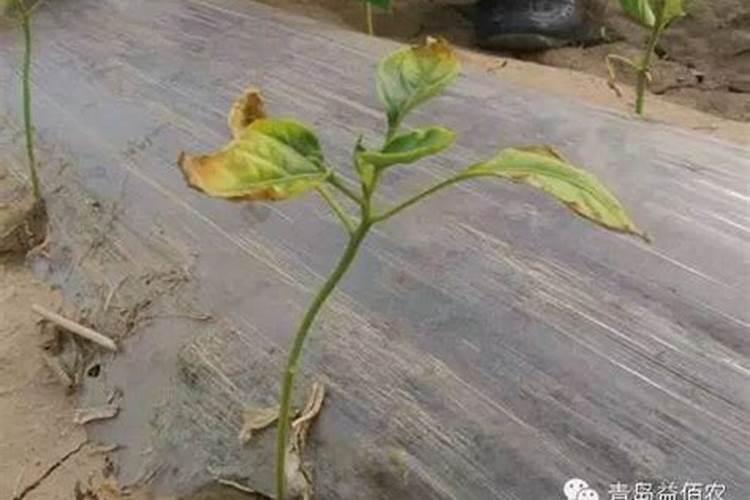 如何鉴别磷肥,钾肥,氮肥