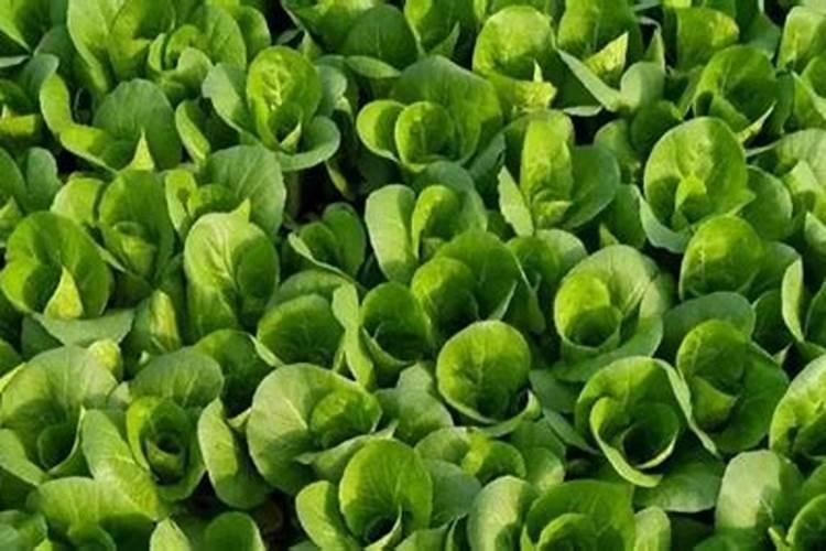 脐橙全年施肥时间表