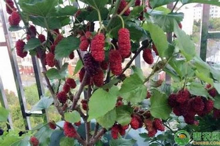 桑葚种植技术及高产要点