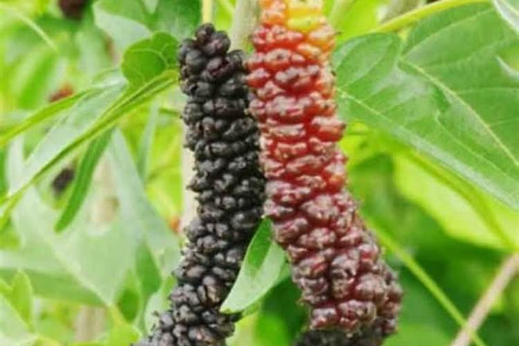 大豆花期喷什么叶面肥好