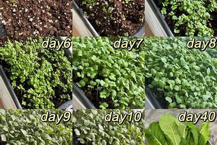 种白菜时磷酸二铵和菜籽一起放沟里行吗