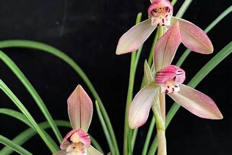 二铵属于什么肥 什么时候使用效果好