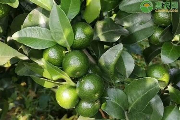 秋月梨8月上旬追什么肥料好？