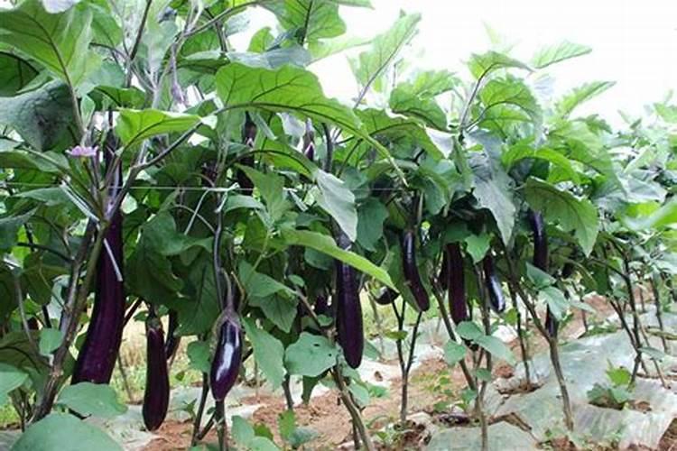 种茄子辣椒用什么做底肥好