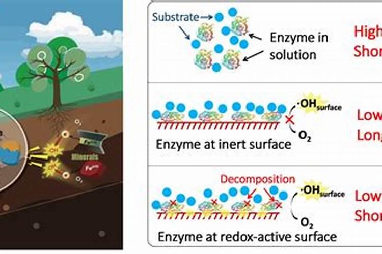 肥料增效剂一般有哪些