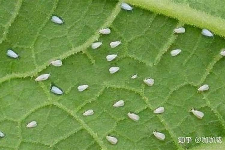 刚刚移栽的树可以施肥吗 刚移栽的树什么时候可以施肥