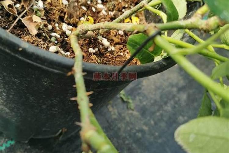 去南疆建有机肥厂有那些政策