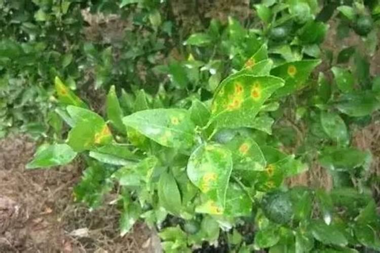 打完叶面肥多久可以打除草剂