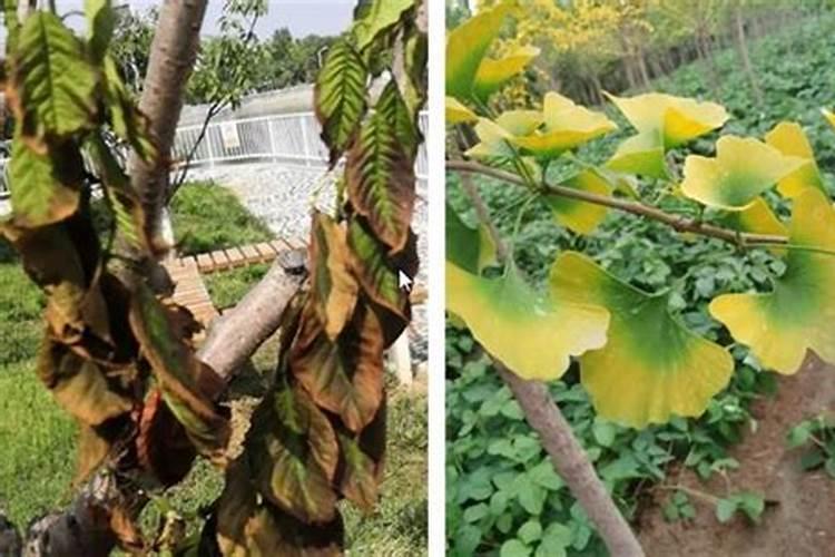 小麦喷施除草剂,加上叶面肥,除草效果会更好吗？