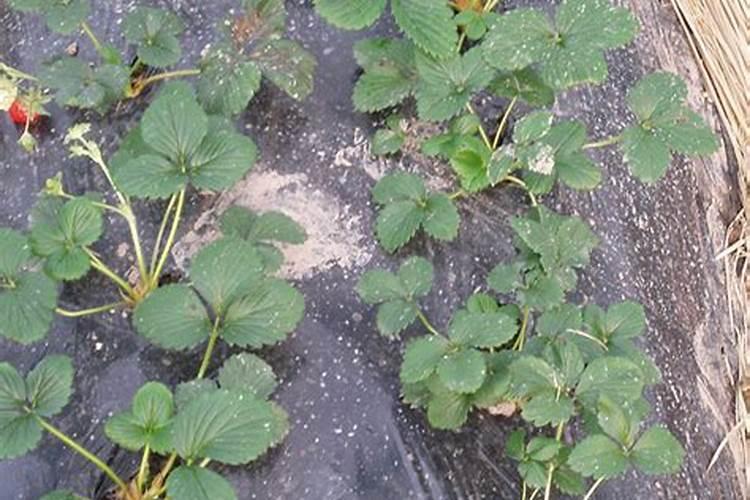 裁草莓用什一种肥料好