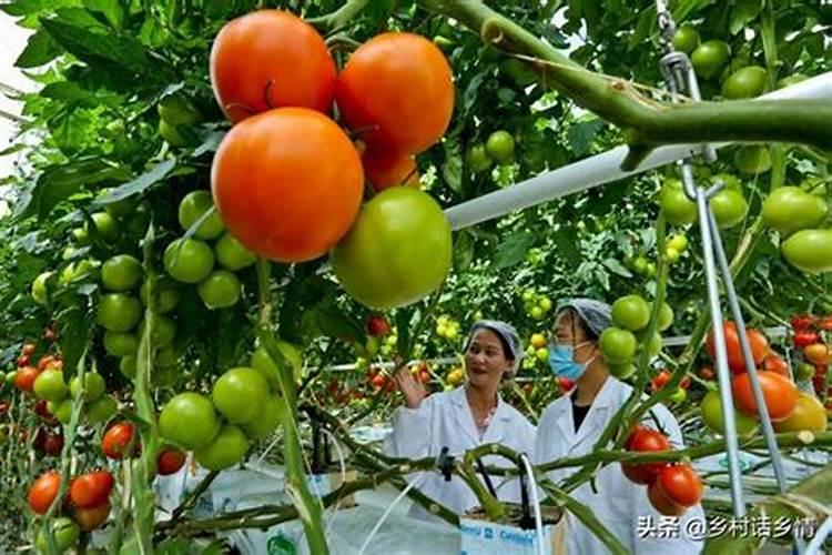 蔬菜怎么追肥 蔬菜施肥方法与技术