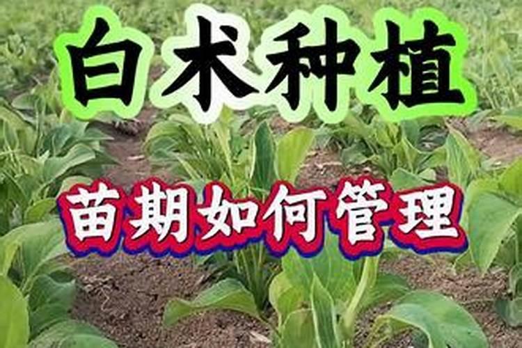 苗期用什么水溶肥长势好