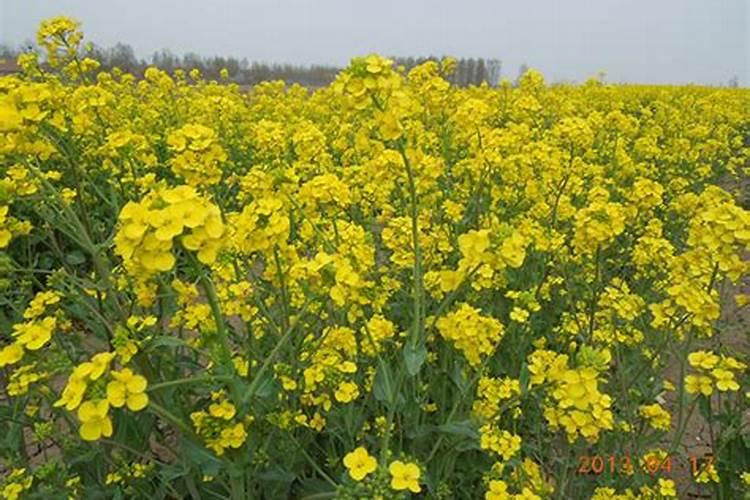 萝卜苗几天浇水一次好