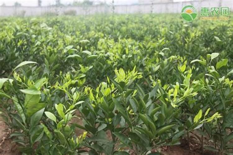 柑橘花芽分化用什么药