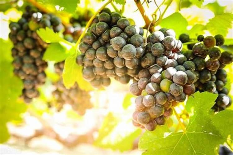 水溶肥氨基酸的用法