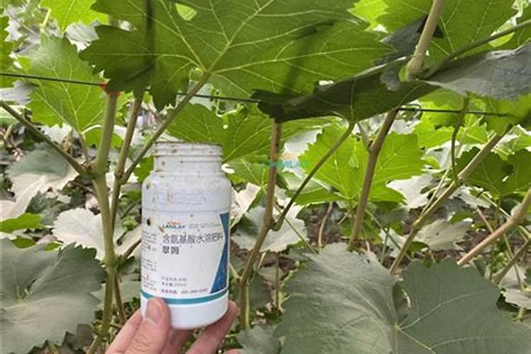 氨基酸叶面肥果树涂杆枝术怎么操作？