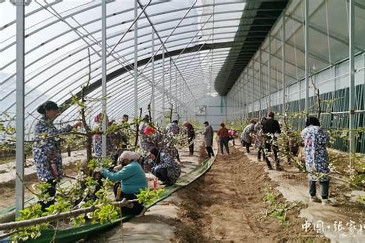 樱桃花期喷什么药坐果