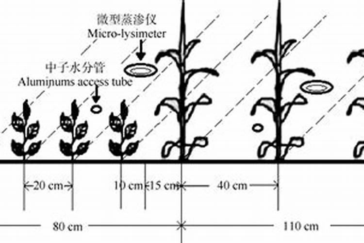 东北平原春玉米生产中存在的哪些主要技术问题,应如何应对？