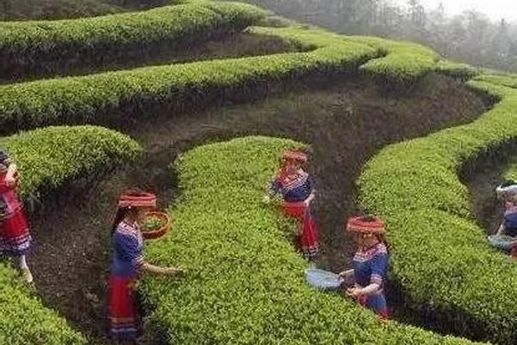 想提高四季豆产量需要注意哪些施肥技巧？