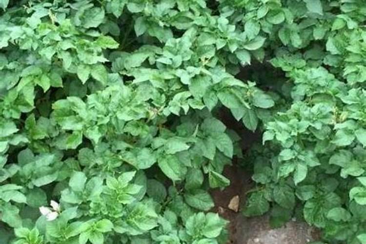 玉树冬天怎么养(玉树怎么养)