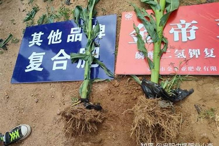 苹果树缺钙,应该怎么补充,需要注意什么？