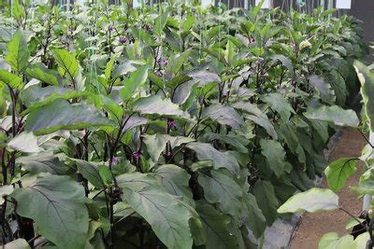 秸秆发酵后如何作肥料？