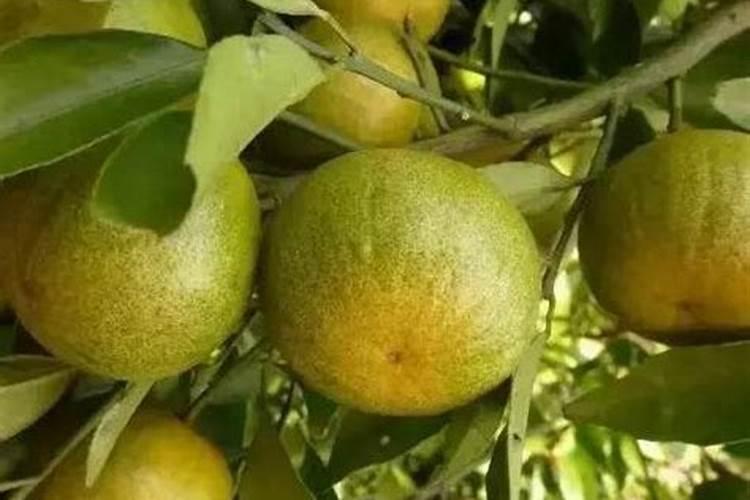 10月份沙糖桔挂果树能用复硝粉纳和磷酸二氢钾混合作叶面肥吗