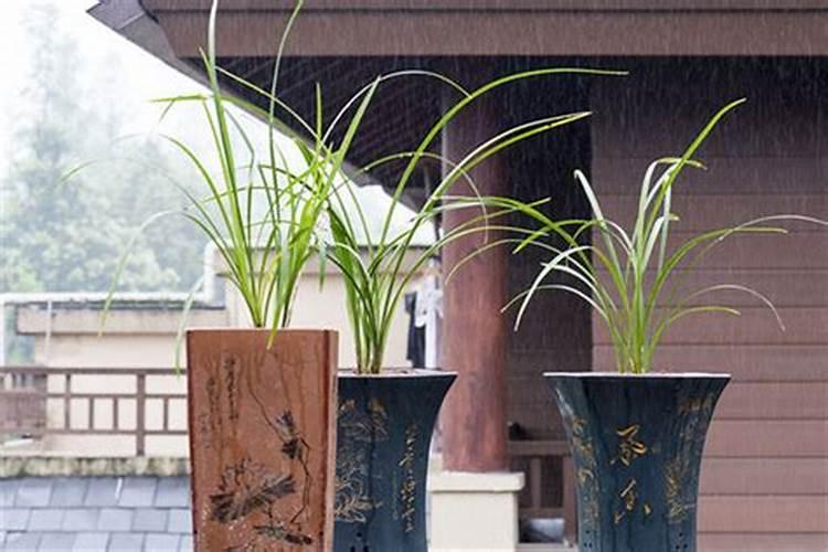 橘子树用什么肥料最好？橘子树施肥方法和注意事项