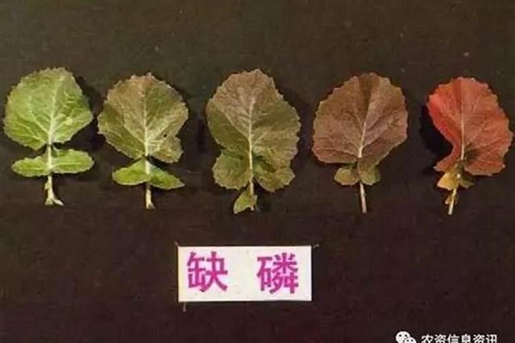 玉树剪光还能活吗