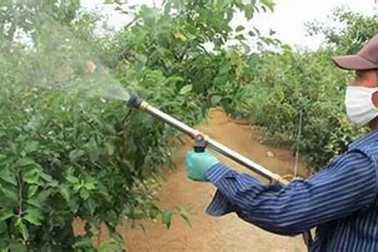 豆角蓟马害虫,用什药好？可否混合叶面肥或抑菌剂时喷施？谢